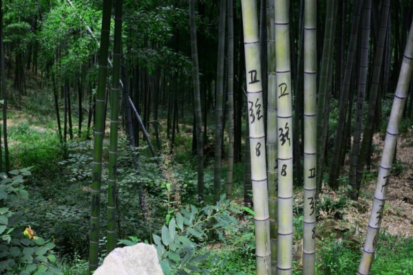 Bamboo Forest4