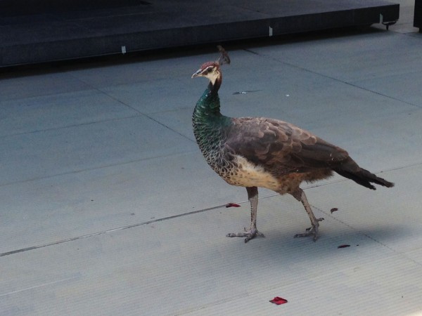 One of the various peacocks you can spot on the island.