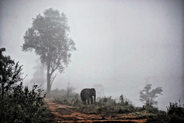 The elephants are spread out on the hills, and allocated areas for them to "just be an elephant" and rest in the evening till dawn.