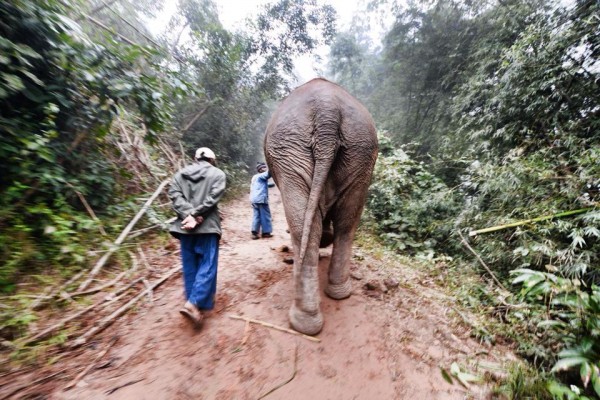 Heading up the hills to fetch the other elephants.