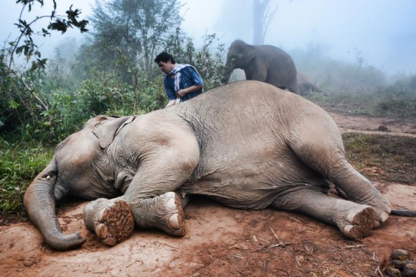 This might look like the elephant is refusing to get up because it's too sleepy (aww), but actually is just the mahout tapping off the dust and dirt from its back.