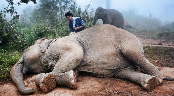 Chiang Rai: Elephant Camp